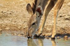 Kudu Cow- African Antelope Close-up Royalty Free Stock Photo