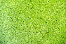 Green Duckweed On Water Royalty Free Stock Images Green Duckweed On Water Royalty Free Stock Images