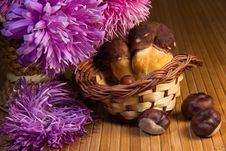 Autumn Still Life Stock Image Autumn Still Life Stock Image