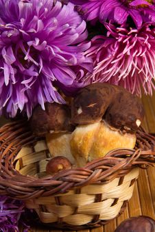 Autumn Still Life Royalty Free Stock Image Autumn Still Life Royalty Free Stock Image
