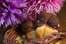 Autumn Still Life Royalty Free Stock Photos Autumn Still Life Royalty Free Stock Photos