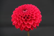 Dahlia Plant. Royalty Free Stock Photo Dahlia Plant. Royalty Free Stock Photo