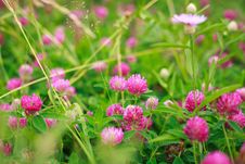 Clover Stock Images Clover Stock Images