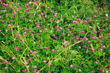 Clover Royalty Free Stock Photo Clover Royalty Free Stock Photo