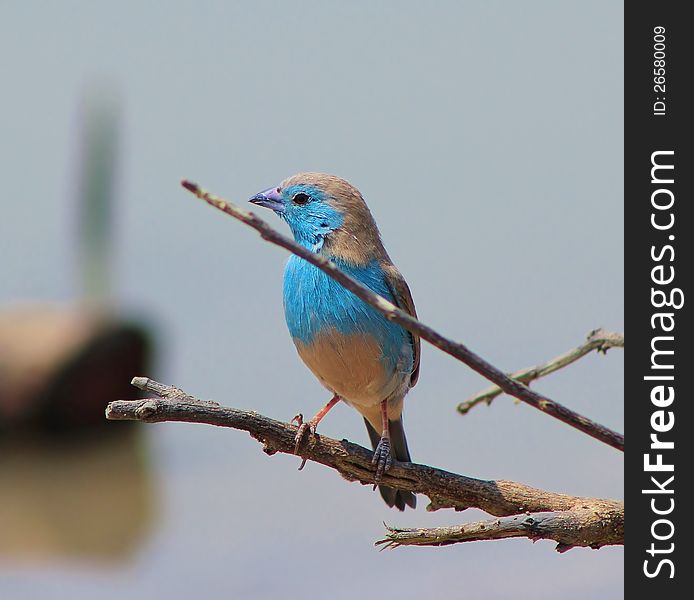 Blue Waxbill at a watering hole in Namibia, Africa. Blue Waxbill at a watering hole in Namibia, Africa.