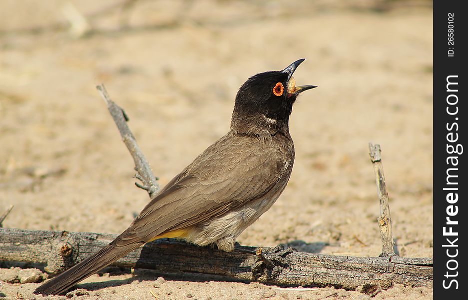 African Redeyed Bulbul swallowing an insect on a game ranch in Namibia, Africa. African Redeyed Bulbul swallowing an insect on a game ranch in Namibia, Africa.