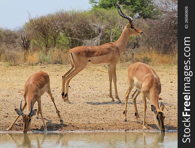 An Impala family drinking water at sunset.  Photo taken in Namibia, Africa. An Impala family drinking water at sunset.  Photo taken in Namibia, Africa.