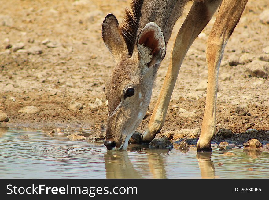 Adult Kudu cow drinking water.  Photo taken in Namibia, Africa. Adult Kudu cow drinking water.  Photo taken in Namibia, Africa.