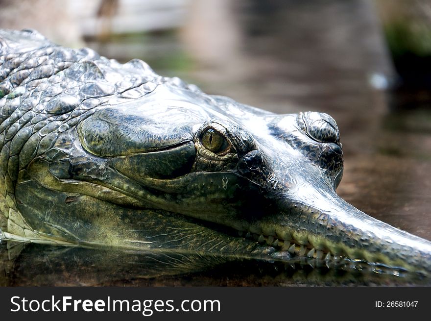 The crocodile lies on water with the closed mouth