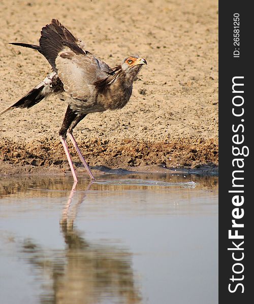 An adult Secretary Bird at a watering hole in Namibia, Africa. An adult Secretary Bird at a watering hole in Namibia, Africa.