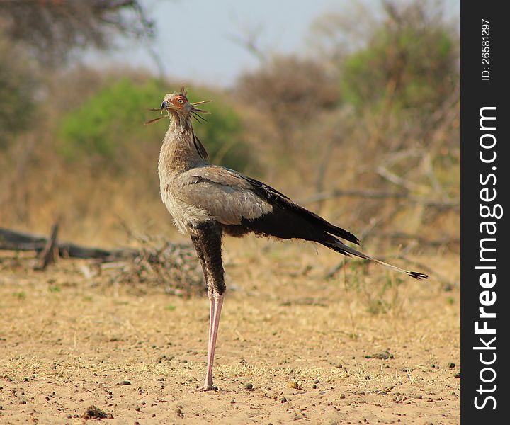 An adult Secretary Bird at a watering hole in Namibia, Africa. An adult Secretary Bird at a watering hole in Namibia, Africa.