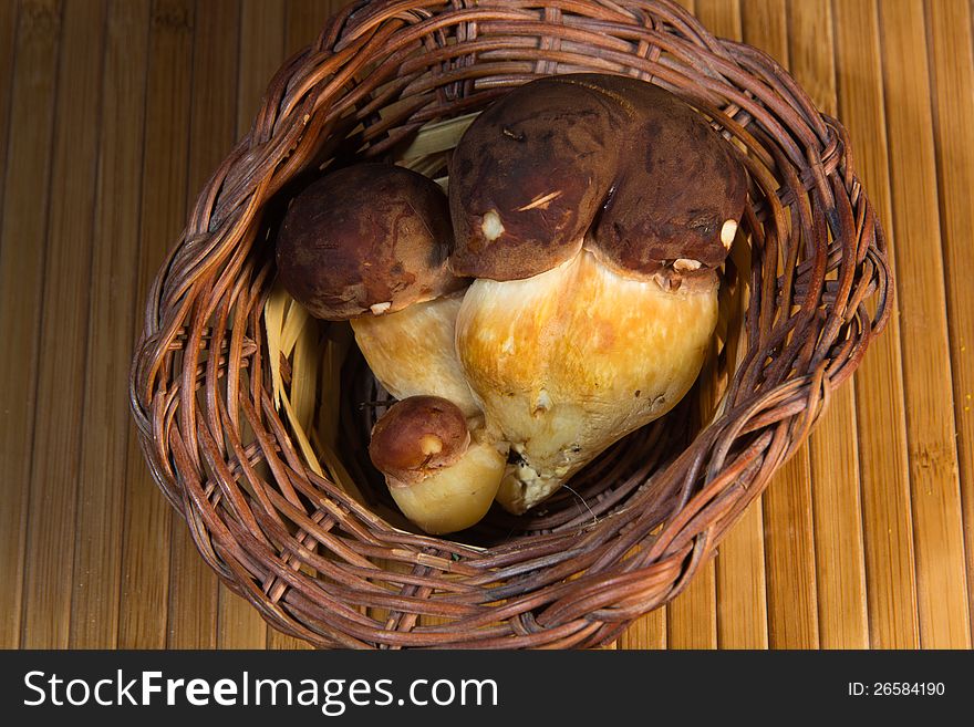 Mushrooms Bay Bolete  in a small basket