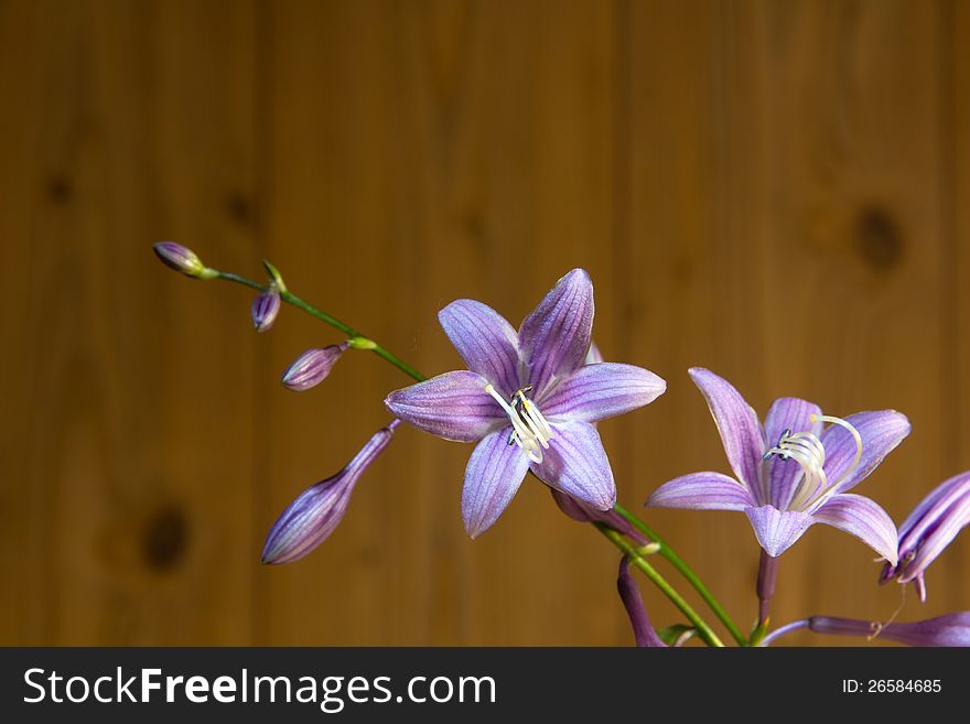 Closeup of bluebell flowers on on a wooden background