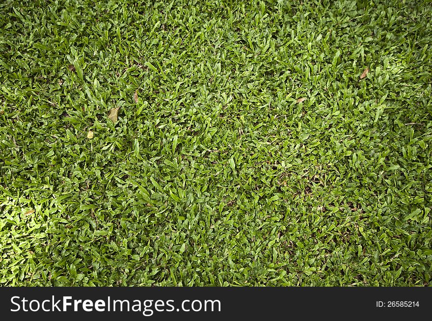 Green grass at park in Thailand