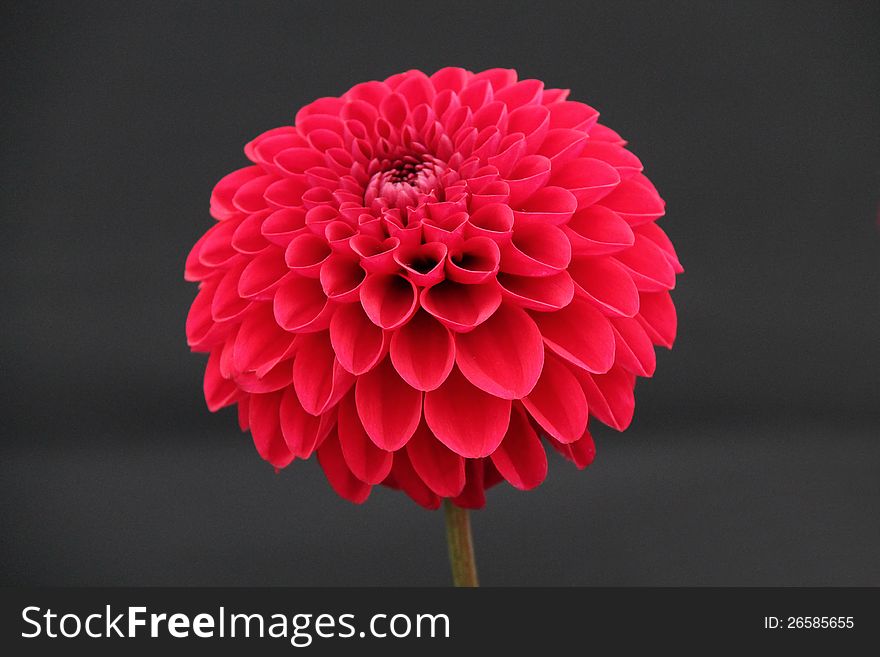 The Beautiful Red Flower Head of a Dahlia Plant.