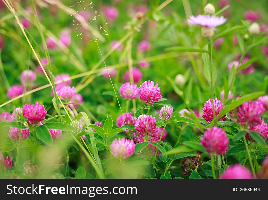 Pink flowers of clover on a summer meadow.