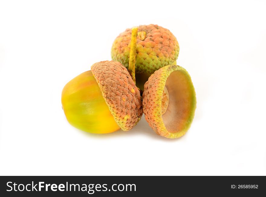 Ripe yellow acorns close up isolated on white background