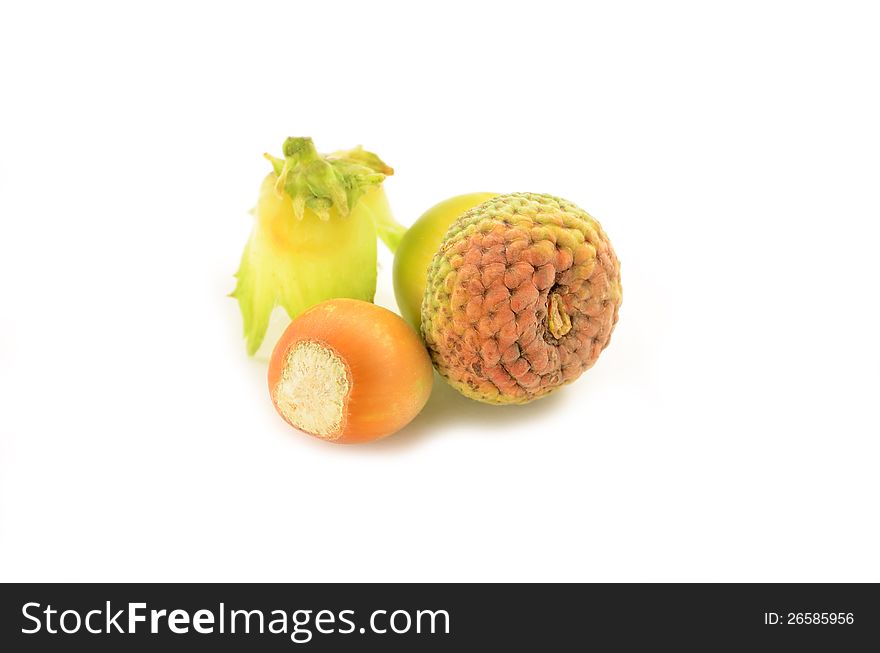 Ripe yellow acorns close up isolated on white background