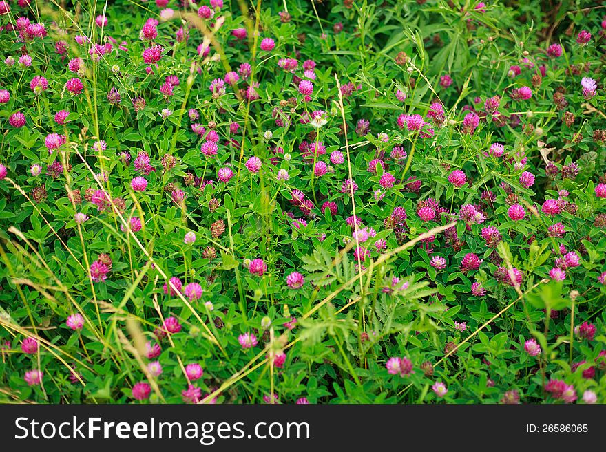 Pink flowers of clover on a summer meadow.