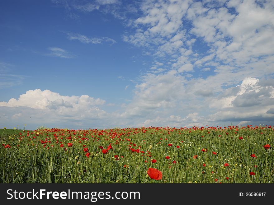 Red poppy on wheat field. Red poppy on wheat field