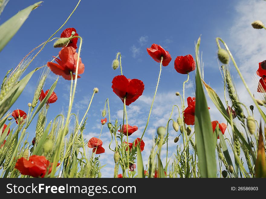 Poppy Field Macro