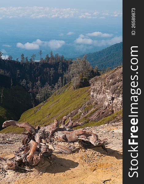 Picturesque tree stumps and snags in the mountains, Java, Indonesia. Picturesque tree stumps and snags in the mountains, Java, Indonesia