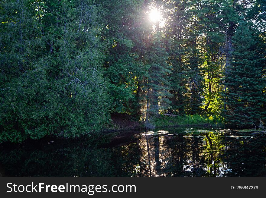 sunset in Morning forest & x28 Ontario, Canada& x29