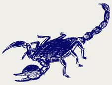 Emperor Scorpion Royalty Free Stock Photography Emperor Scorpion Royalty Free Stock Photography