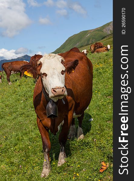 Image of a brown cow on a green slope at high altitude in the French Alps.