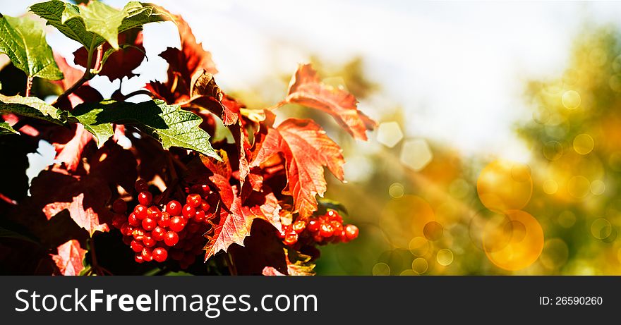 Mountain ash under the bright sun, natural backgrounds