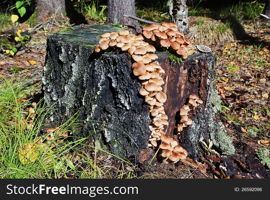 Many armillaria mellea on the old stump  in wood. Many armillaria mellea on the old stump  in wood