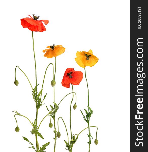 Red And Yellow Poppies