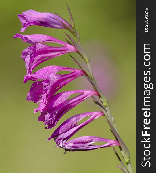 Purple flower with green background