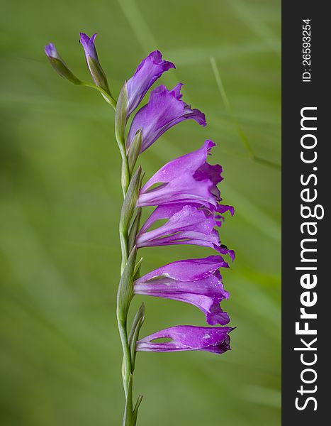 Purple flower with green background