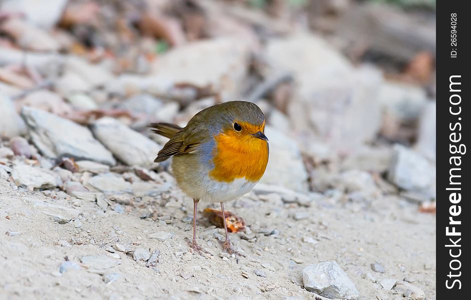 Cute robin is on the ground