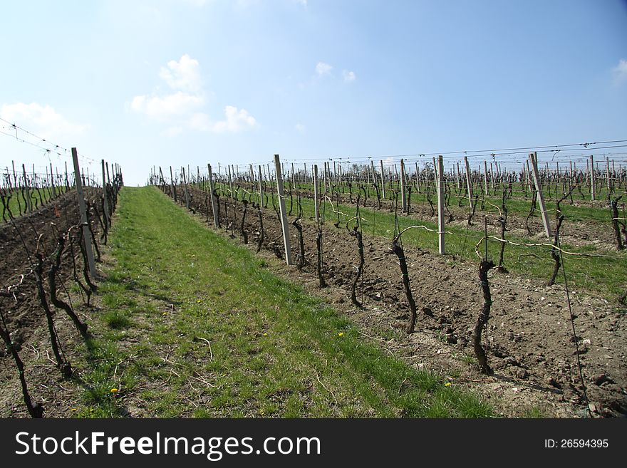 Autumn vineyard in Czech Republic