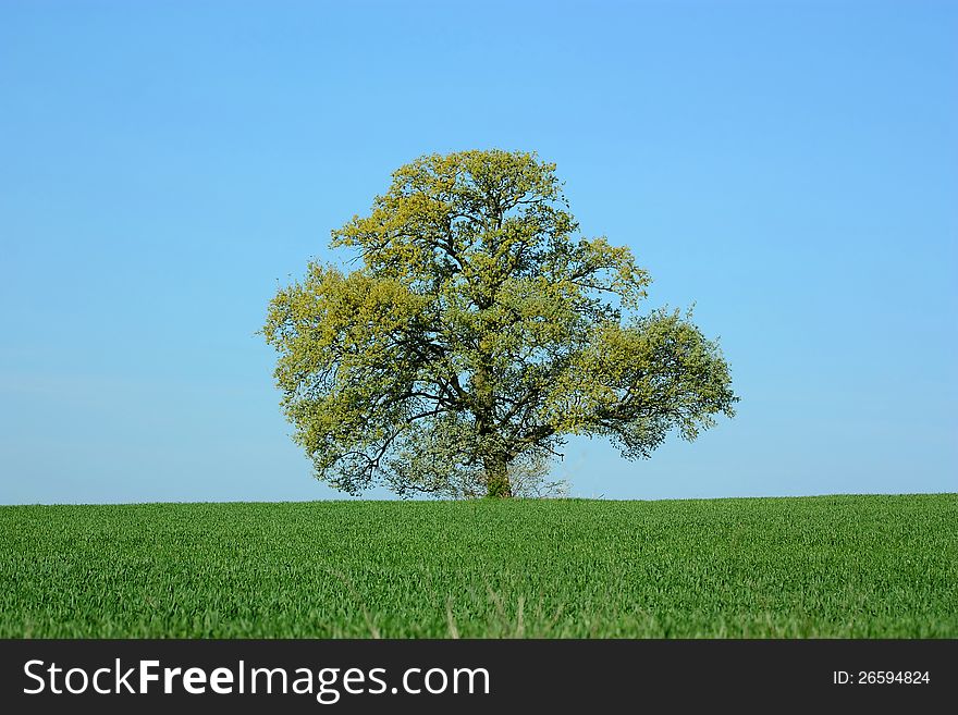 A lonely tree on meadow with clear blue sky background