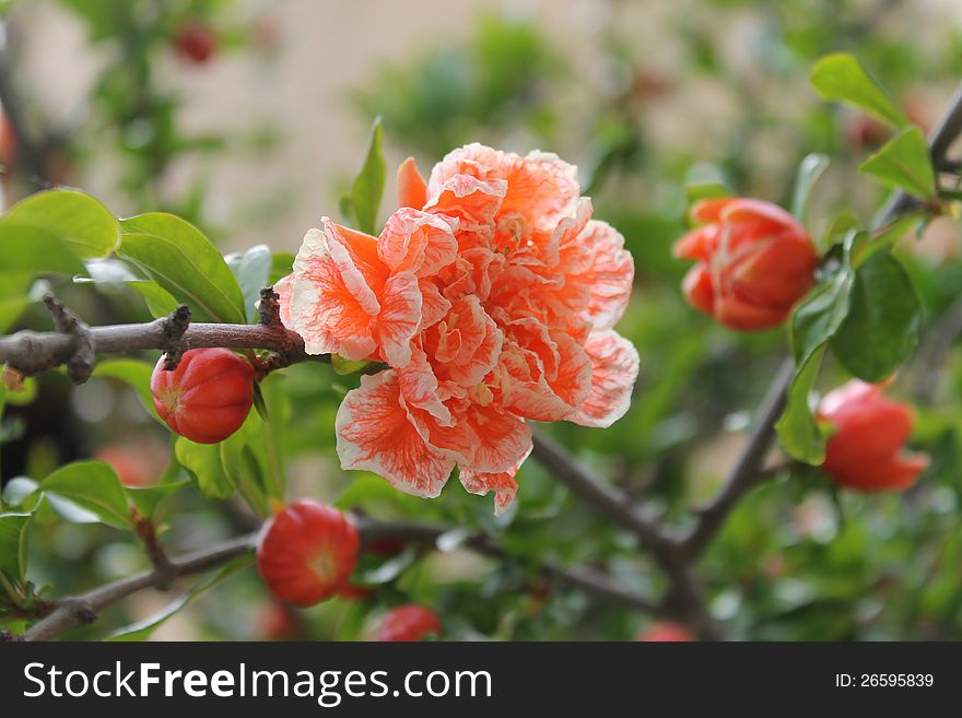 Orange tropical blossom tree with branches