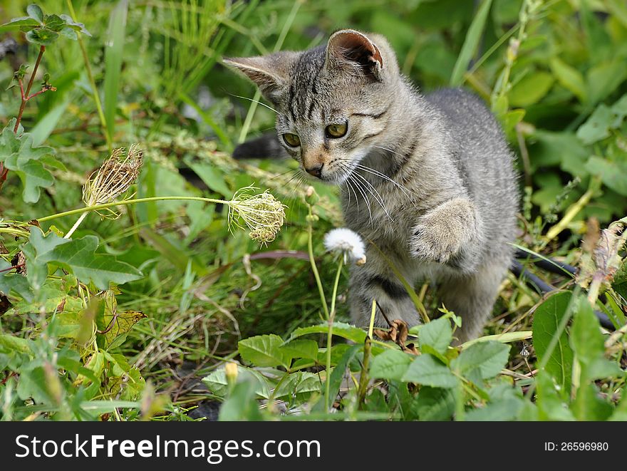 Kitten is playing in the grass. Kitten is playing in the grass