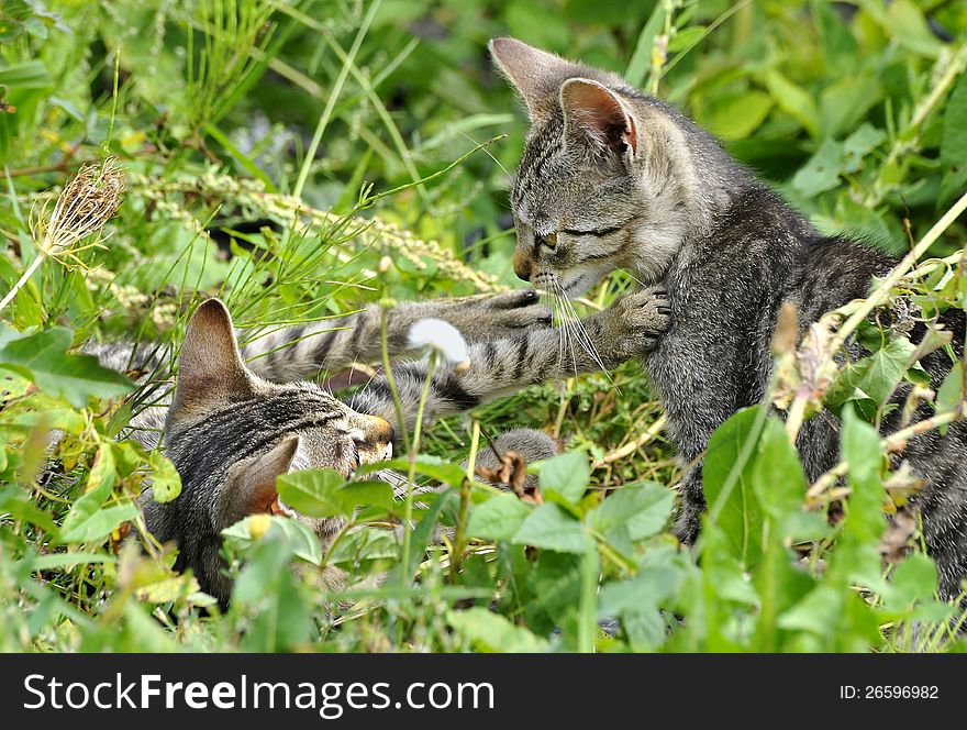 Kittens are fighting in the grass. Kittens are fighting in the grass