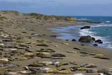 Elephant Seal Pups Royalty Free Stock Image