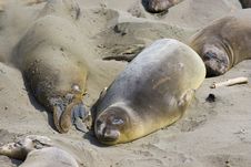 Elephant Seal Pups Royalty Free Stock Photos