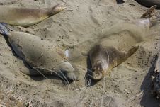 Elephant Seal Pups Stock Photo
