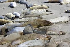 Elephant Seal Pups Stock Photography