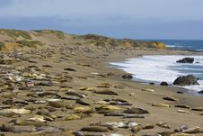Elephant Seal Pups Royalty Free Stock Image