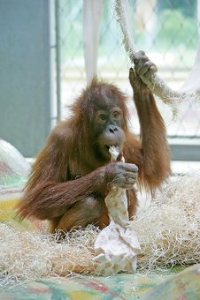 Orangutan 4 Stock Images