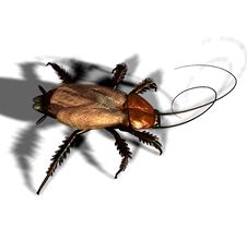 Cockroach Royalty Free Stock Photography Cockroach Royalty Free Stock Photography