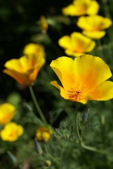 Yellow Flowers Stock Photography Yellow Flowers Stock Photography