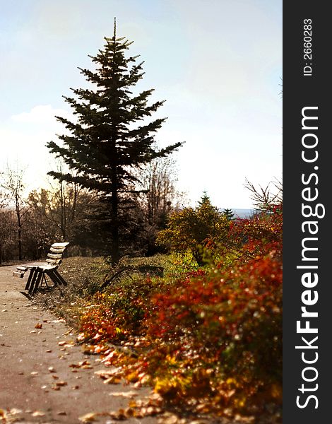 Lonely bench is standing among trees. Lonely bench is standing among trees