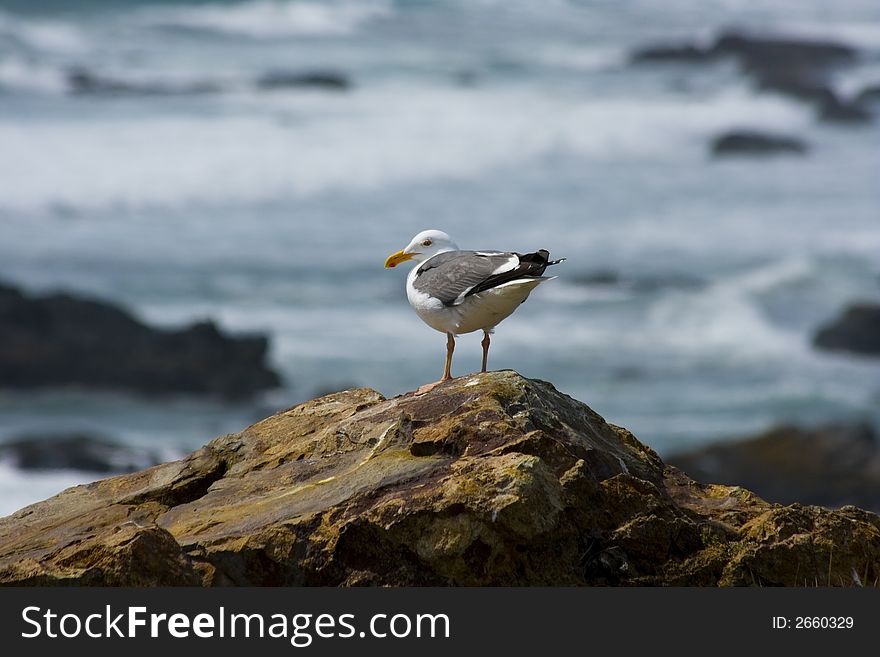 Seagull on the beach